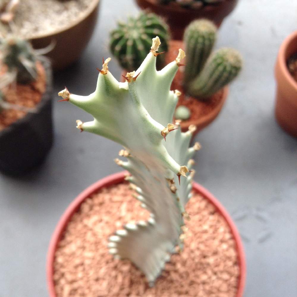 ホワイトゴーストの投稿画像 By Muuufkrさん 多肉植物と植物のある暮らしとボタニカルライフといとおしい植物の表情フォトコン19と成長点とユーフォルビアホワイトゴーストとgs日和とno Green No Lifeと眺める幸せ と自己流と美しいと多肉植物とサボテンと成長記録と