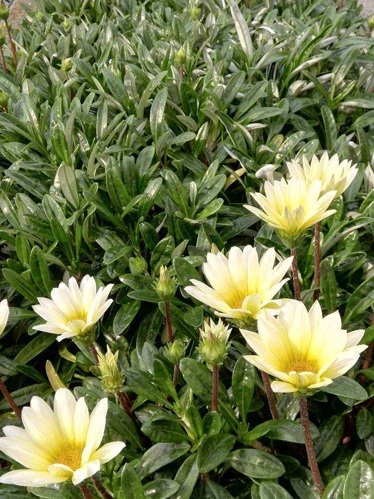 ガザニアの投稿画像 By ミモザさん 癒しと春の花々 とガーデニングと花のある暮らしと白い花と宿根ガザニアとガザニア と地植え 19月5月3日 Greensnap グリーンスナップ