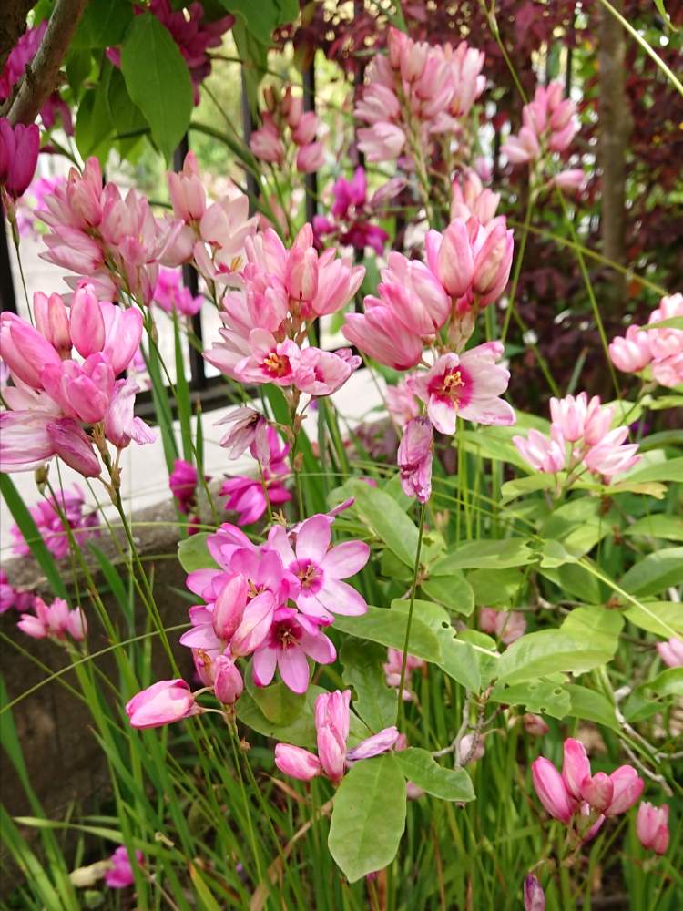イキシアの投稿画像 By Miccoさん 春のお花と庭の花と球根の花と今日の一枚とピンク色の花と花のある暮らしと球根植物 19月5月3日 Greensnap グリーンスナップ