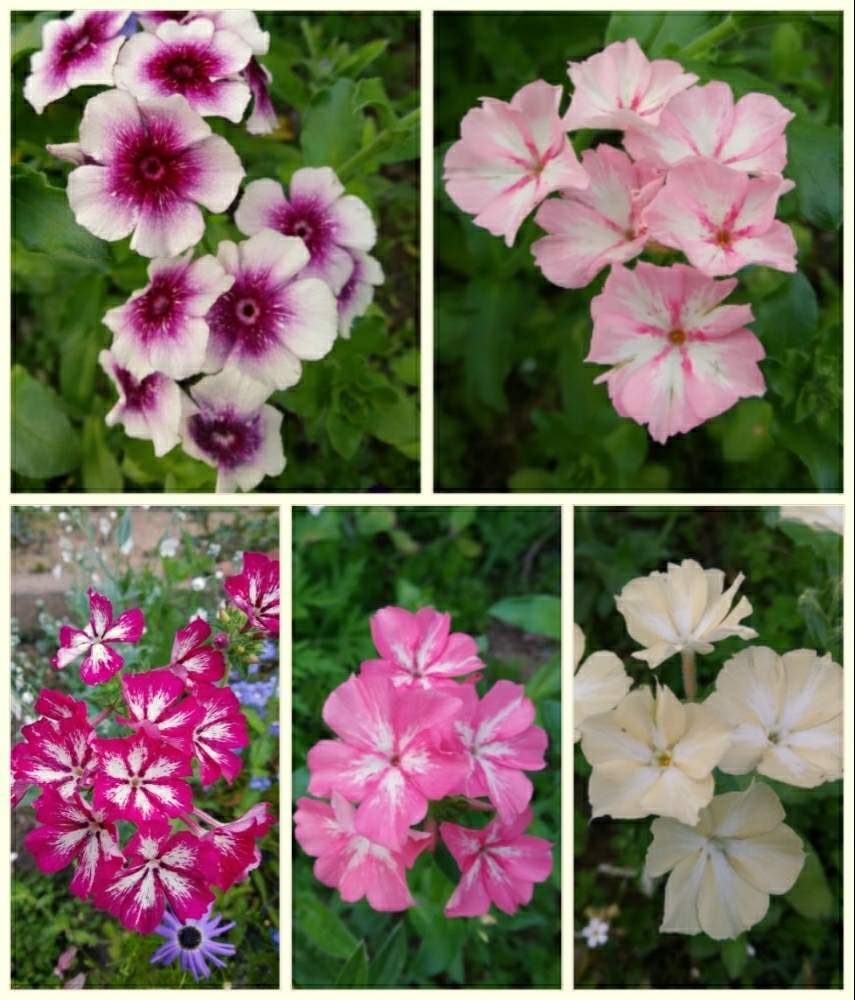 フロックスの投稿画像 By まりの庭さん 種からと18秋まきと種からと18秋まき 19月5月3日 Greensnap グリーンスナップ Greensnap グリーンスナップ