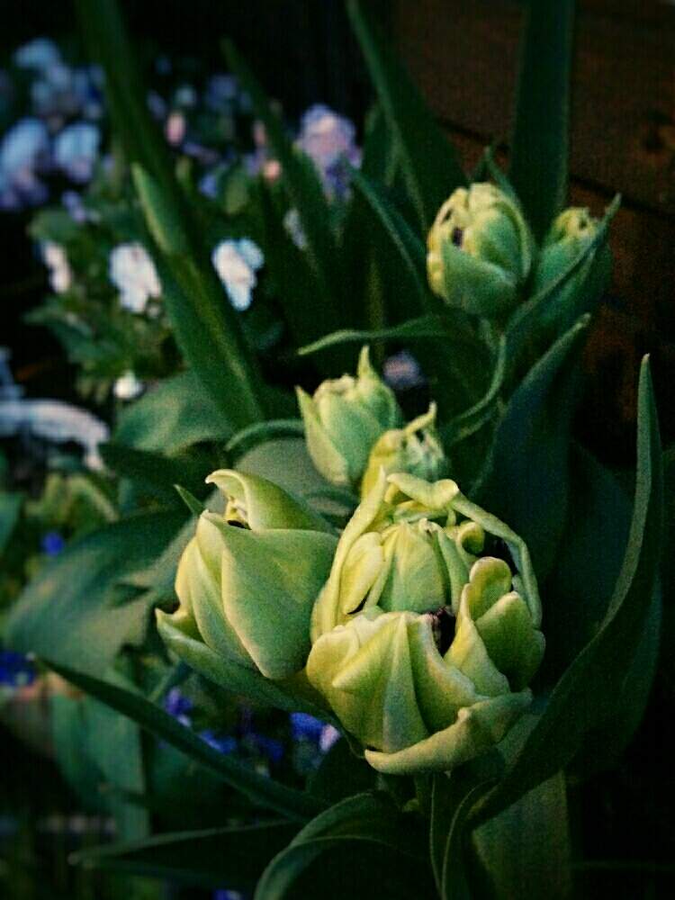 八重咲きチューリップピオニーローズの投稿画像 By Mimo さん ネコのいる暮らしと夜の一枚といつもありがとう と咲くのが楽しみと春だ とグリーングリーン とつぼみと犬のいる暮らしと花のある暮らしとスプレー咲き 19月5月3日 Greensnap グリーンスナップ