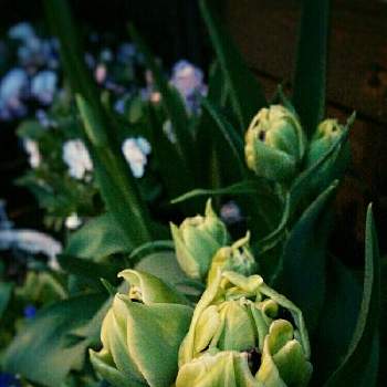 春だ♡の画像 by ❀ mimo ❀さん | 小さな庭と八重咲きチューリップピオニーローズとネコのいる暮らしと夜の一枚といつもありがとう♡と咲くのが楽しみと春だ♡とグリーングリーン♪とつぼみと犬のいる暮らしと花のある暮らしとスプレー咲き