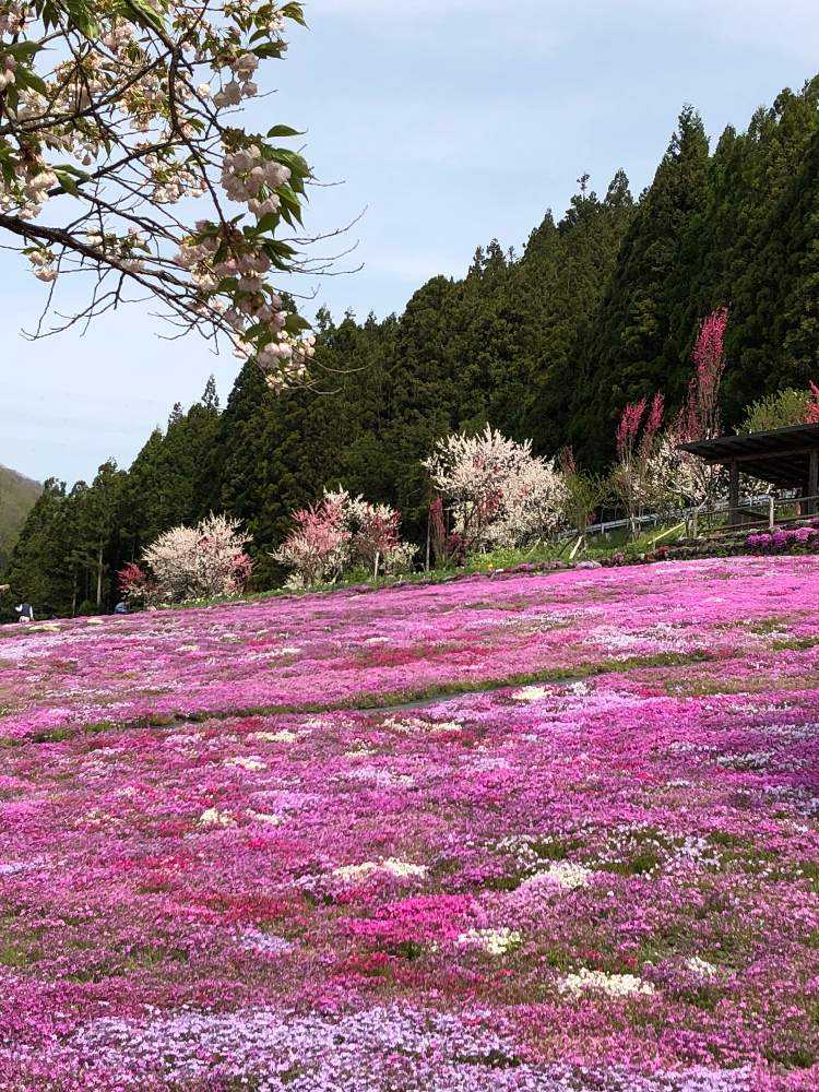 岐阜県郡上市明宝 國田家の芝桜を見に行きました Greensnap グリーンスナップ