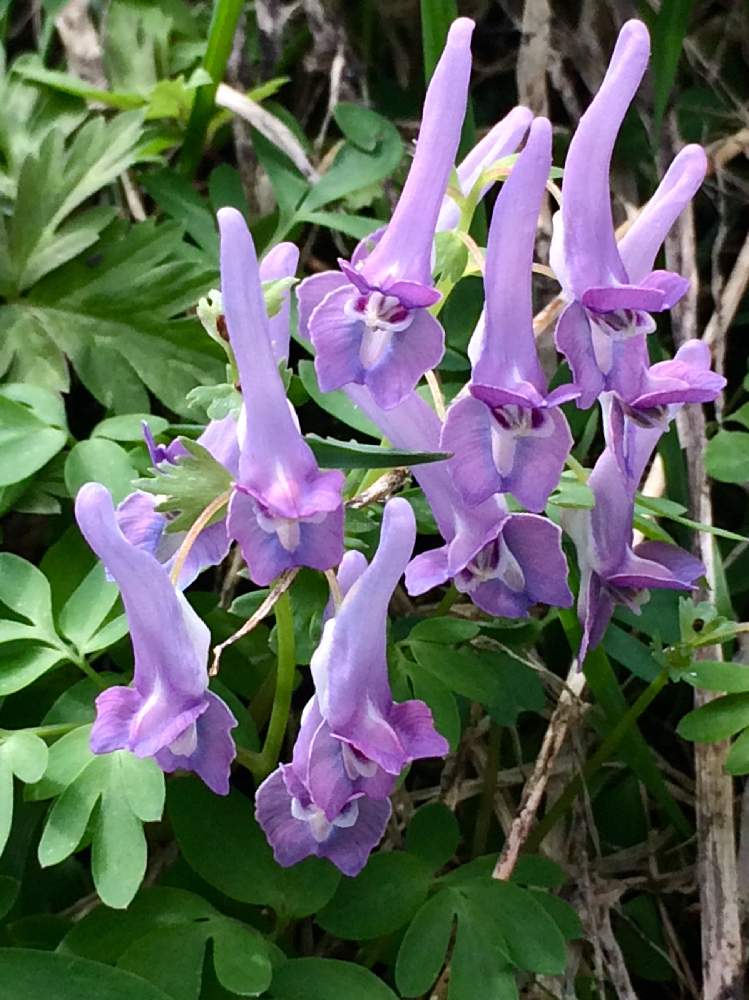 ヤマエンゴサクの投稿画像 By 経理さん 山延胡索と春の山野草と可愛い春といとおしい植物の表情フォトコン19と里山大好き協会と山野草大好き協会と春が来た とありがとう 19月5月4日 Greensnap グリーンスナップ