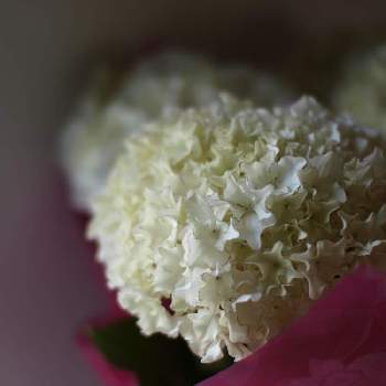 西洋アジサイ ホワイトレオンの投稿画像一覧 Greensnap グリーンスナップ