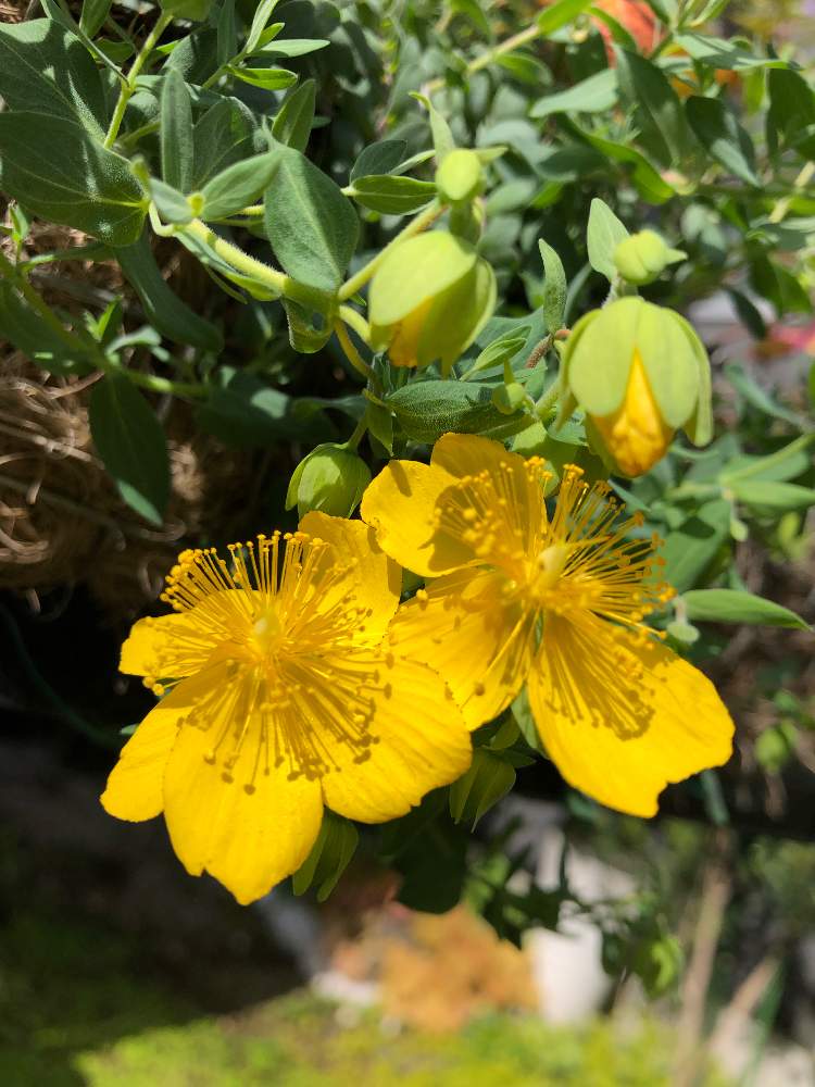 花のある暮らしの投稿画像 By Naoariさん 花が好きと黄色い花 19月5月4日 Greensnap グリーンスナップ