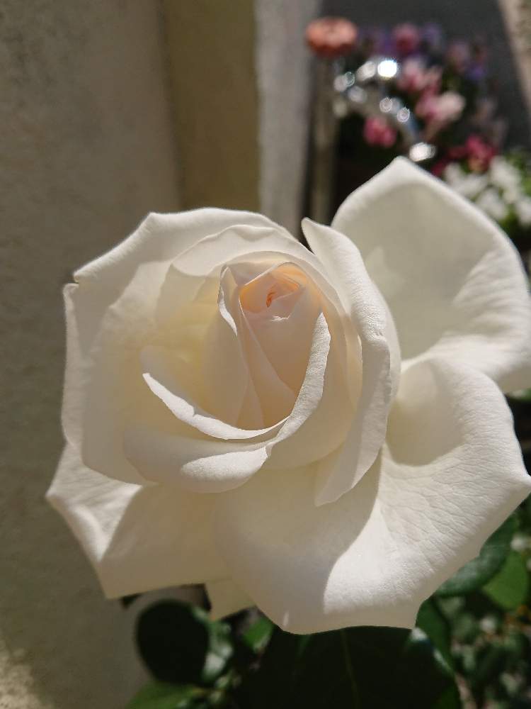 ビブラマリエ バラの投稿画像 By Koolさん 強香と初心者とバラと夢clubと花のある暮らしと薔薇 とバラ ビブラマリエ 19月5月4日 Greensnap グリーンスナップ