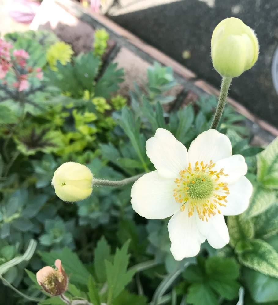 アネモネ パルマタの投稿画像 By Taiさん アネモネと植物のある暮らしとボーダー花壇とつぼみとガーデニングと花のある暮らしとかわいいな と咲いた 19月5月4日 Greensnap グリーンスナップ