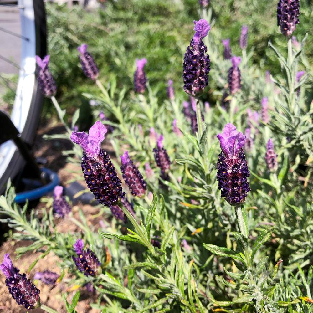 ラベンダーの投稿画像 By Nanaさん 花のある暮らしと紫の花とハーブとラベンダーの香り 19月5月4日 Greensnap グリーンスナップ