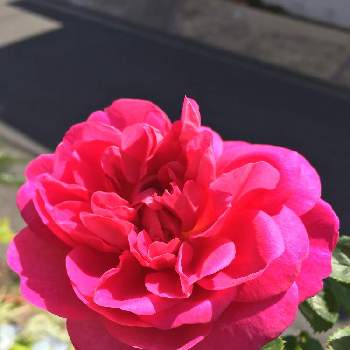 プリンセス アンの投稿画像一覧 Greensnap グリーンスナップ