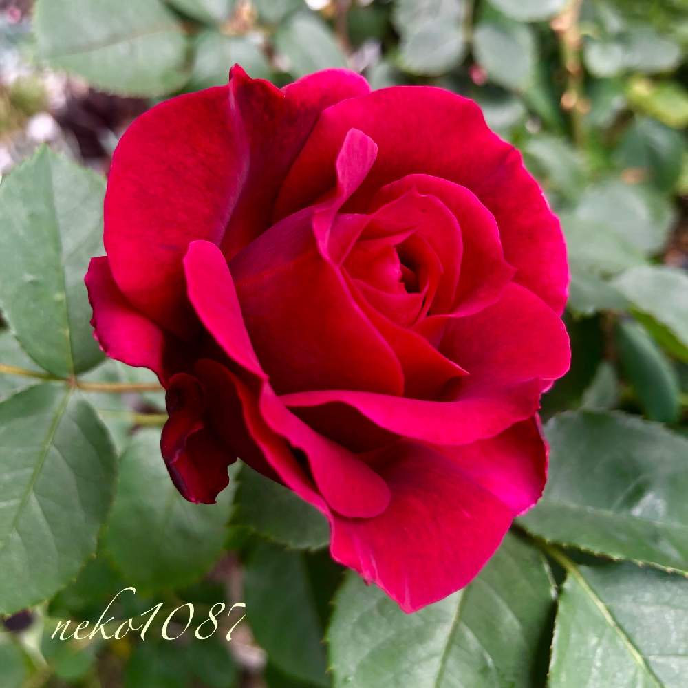 オデュッセイアの投稿画像 By Neko1087さん ネコ好きと薔薇に魅せられてと令和最初の植物 お花フォトコンと元気 と植物が好き と元気に育ってます とこの角度が好き とうれしい と 赤い花といい香りと花のある暮らしと薔薇 とかわいいな と初めてと咲いた 19