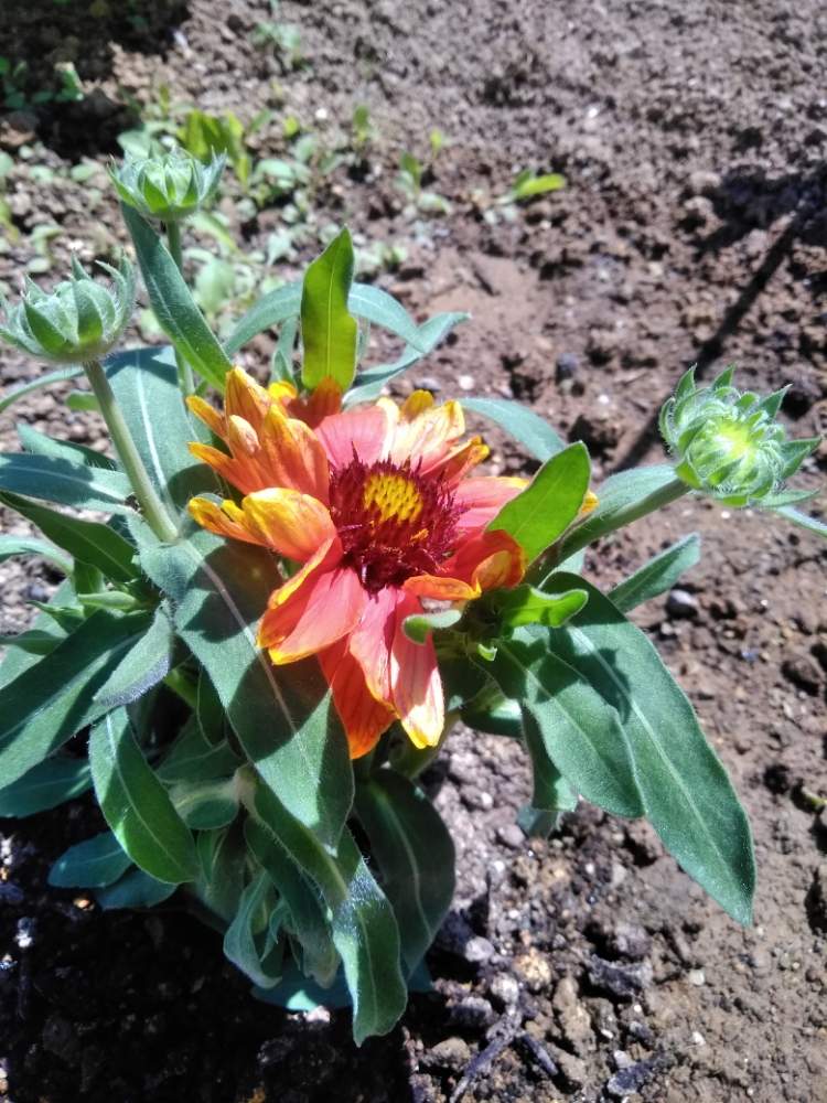 ガイラルディア サンドリーム Greensnap グリーンスナップ