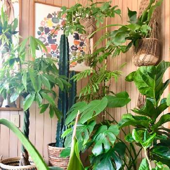 フィカスソフィアの投稿画像一覧 Greensnap グリーンスナップ