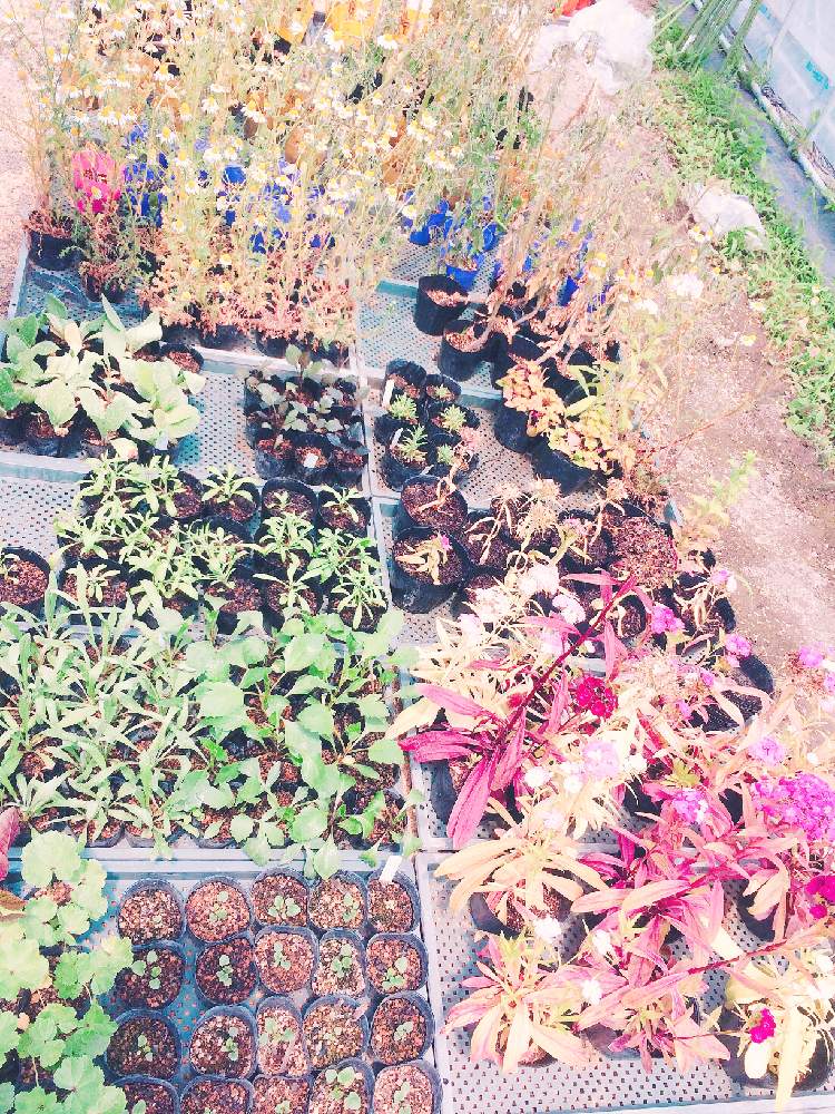 エディブルフラワーの投稿画像 By Masters Of Cactusさん ナデシコとカモミールとダリアとボリジ とマロウとビオラとラズベリーと植物のある暮らしと植物好きと繋がりたいと植物だいすきとブルーベリー栽培と野菜盛りだくさんと農業とハーブと花のある暮らしと エディブル