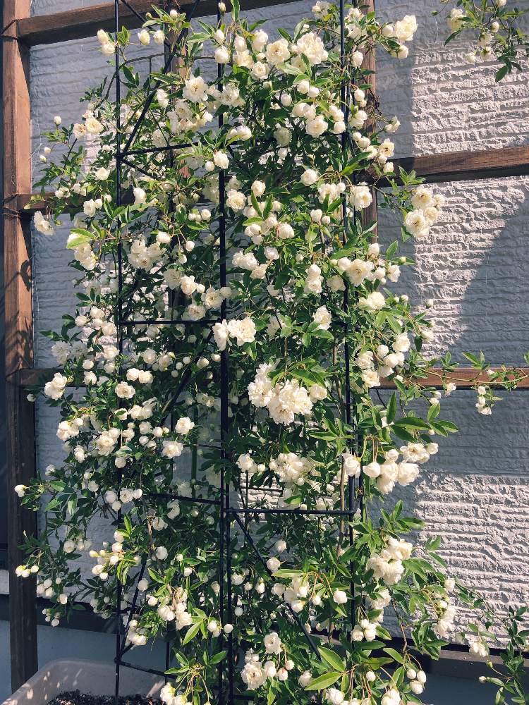 白モッコウバラの投稿画像 By つばきさん 真っ白な花とシロモッコウバラ とガーデニングと花のある暮らしとプランター植えと小さな庭と真っ白な花と シロモッコウバラ とガーデニングと花のある暮らしとプランター植え 19月5月4日 Greensnap グリーンスナップ