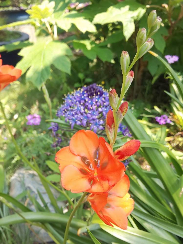 うちの庭の花達の投稿画像 By ふみふみさん 毎年楽しめると和風の庭と花のある暮らしとわが家の球根といただいたお花と咲いた 19月5月4日 Greensnap グリーンスナップ