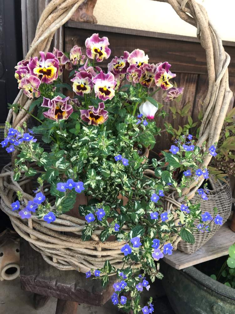 ベロニカの投稿画像 By ねこひげガーデンさん 千葉県とハンキングと寄せ植えとパープルブルーとナチュラルガーデンと植中毒と花のある暮らしとグランドカバーと庭の宿根草とベロニカ ミッフィーブルートと玄関と千葉県とハンキングと寄せ植えとパープルブルーと