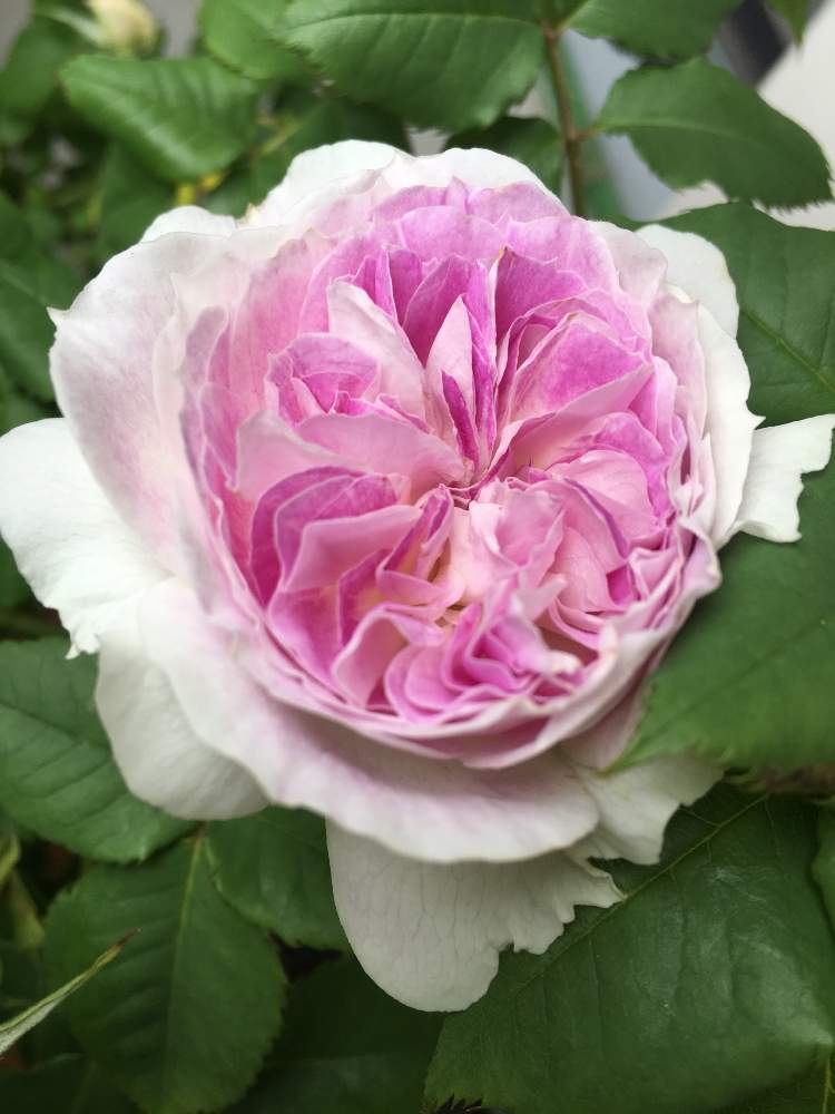 バラ ブルームーンストーンの投稿画像 By ここさん ブルームーンストーンとばら バラ 薔薇と薔薇に魅せられてときれいと今日の一枚と花のある暮らしと薔薇 と河本ローズと河本バラ園と咲いた 19月5月4日 Greensnap グリーンスナップ