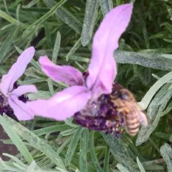 おいしいかな？の画像 by モナさん | 車庫とラベンダーとハチとかおりの好きなお花♡*°と蜜蜂とフレンチラベンダー❤と紫の花が好きとみっけ♡︎ʾʾとおいしいかな？