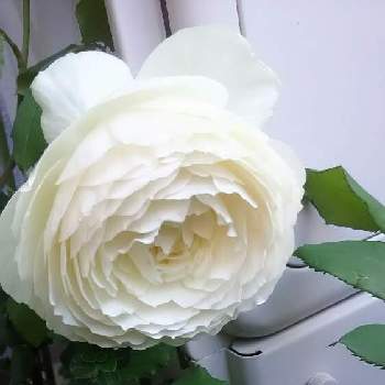 白薔薇が好きの画像 by muguet11さん | バルコニー/ベランダと薔薇の虜。と薔薇♡と薔薇の記憶と白薔薇「しずく」とベランダの植物と白は基本的に好きとベランダの花と白薔薇が好きと薔薇に魅せられてと薔薇・ミニ薔薇♥︎︎∗︎*ﾟと白薔薇憎めないとベランダガーデニングと狭いベランダとこの薔薇の色が薔薇好きになると白ばらちゃんと白薔薇.と白はすてき✨とベランダガーデンと白薔薇❤️とベランダ緑化と薔薇たちと花のある暮らしと薔薇♪と極狭ベランダガーデンとバラ薔薇ばらら～❤️と白バラと10連休何する？とベランダーと薔薇の花