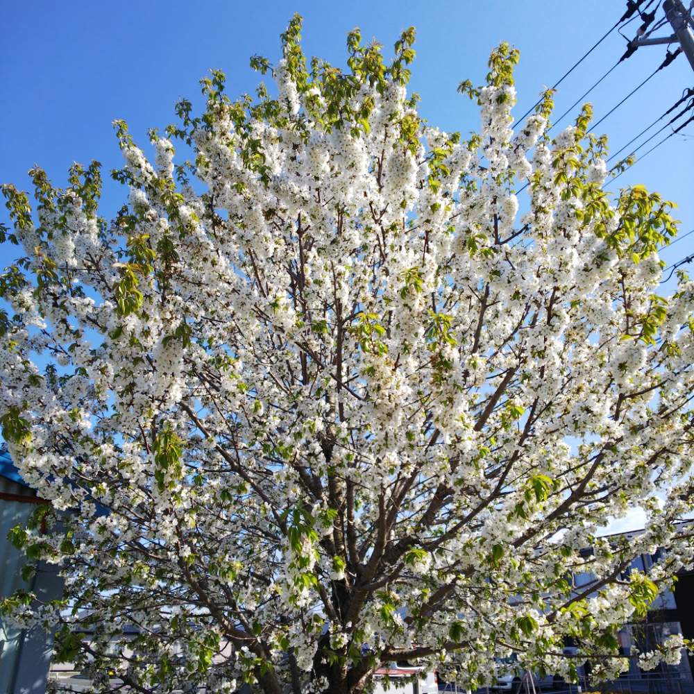 サクランボのお花の投稿画像 By ユズコさん サクランボの木とサクランボと花のある暮らしと10連休何する と令和最初の植物 19月5月4日 Greensnap グリーンスナップ