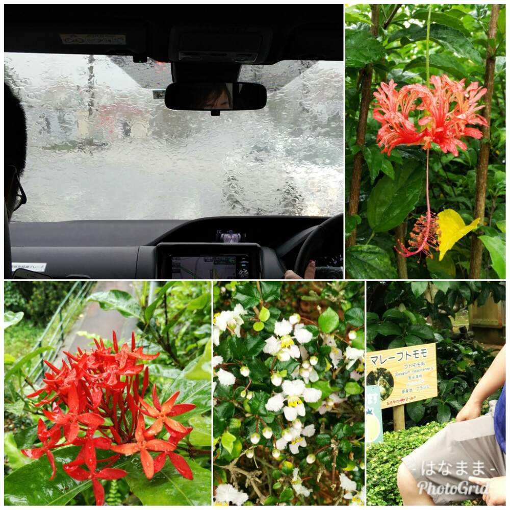 サルスベリの投稿画像 By はなままさん フウリンブッソウゲとサンタンカ 19月5月4日 Greensnap グリーンスナップ