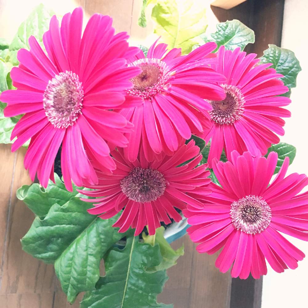 ガーベラの投稿画像 By Ohsun3さん 花のある暮らしと鉢植えと冬越し 19月5月5日 Greensnap グリーンスナップ ガーベラの投稿画像 By Ohsun3さん 花のある暮らしと鉢植えと冬越し 19月5月5日 Greensnap グリーンスナップ