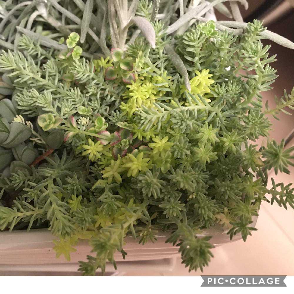 ヘリクリサムシアンスチャニカム 碧漁連 セダムmix寄植え Greensnap グリーンスナップ