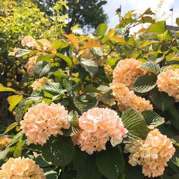 オオデマリメリーミルトンの投稿画像一覧 Greensnap グリーンスナップ