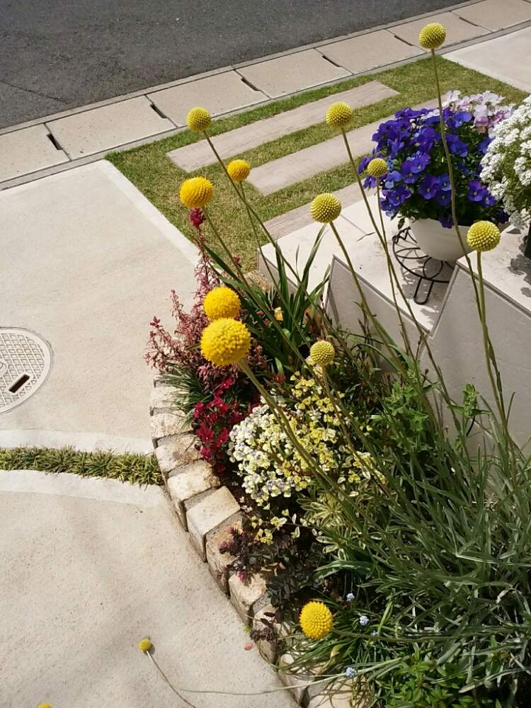 クラスペディア グロボーサの投稿画像 By ゆうこばさん カラーリーフとナチュラルなガーデンを目指してとマイガーデンとナチュラルガーデンと寄せ植えガーデンと もこもこと黄色の花とガーデニングと花のある暮らしと咲いた とシルバーリーフ 19月5月5日