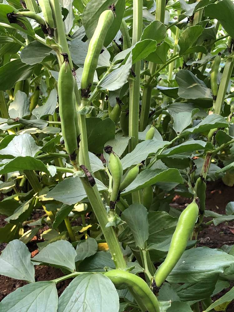 花のある暮らしの投稿画像 By Moskaさん はたけと家庭菜園 そら豆 19月5月5日 Greensnap グリーンスナップ