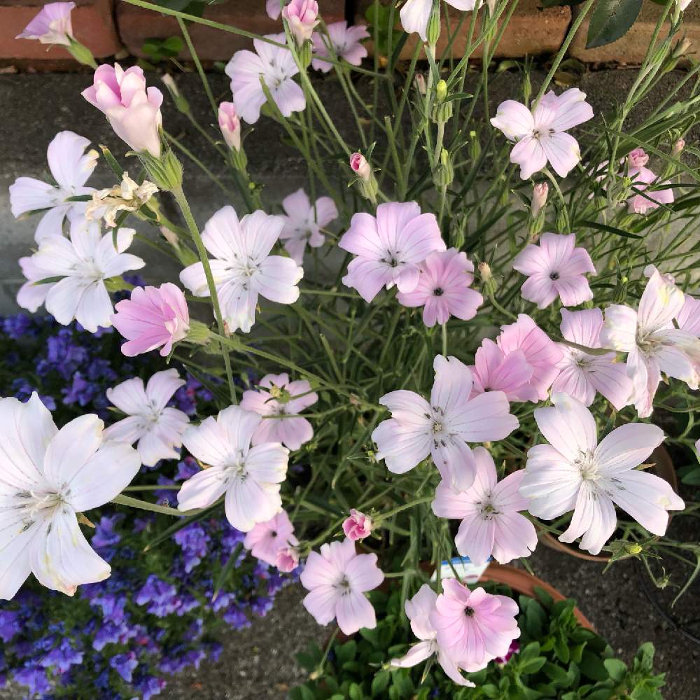 玄関の投稿画像 By カーチさん アグロステンマ といとおしい植物の表情フォトコン19と自己満足の世界と花のある暮らしとアグロステンマ と アグロステンマ桜貝とアグロステンマ といとおしい植物の表情フォトコン19と自己満足の世界と花のある暮らしとアグロステンマ