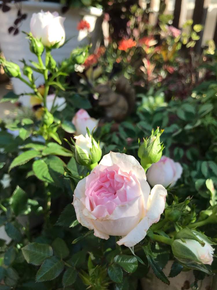 花のある暮らしの投稿画像 By スノーベルさん 白とピンクと薔薇愛同盟とバラ ミニバラ 19月5月5日 Greensnap グリーンスナップ 花のある暮らしの投稿画像 By スノーベルさん 白とピンクと薔薇愛同盟とバラ ミニバラ 19月5月5日 Greensnap グリーンスナップ