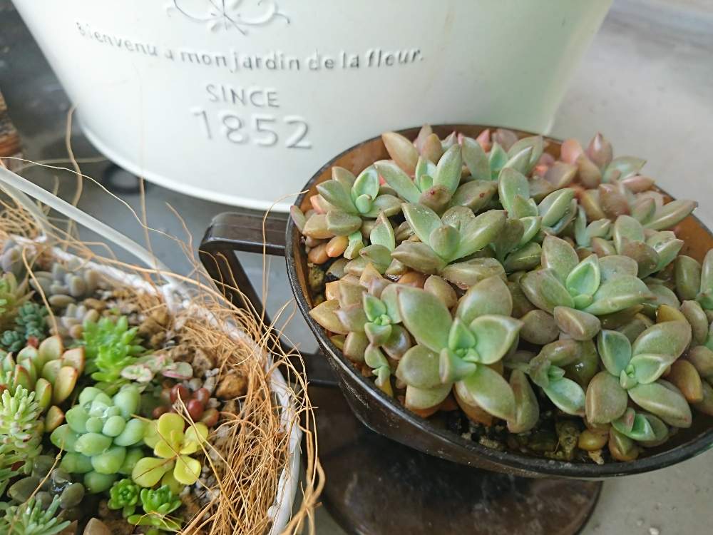 greensnap グリーンスナップ