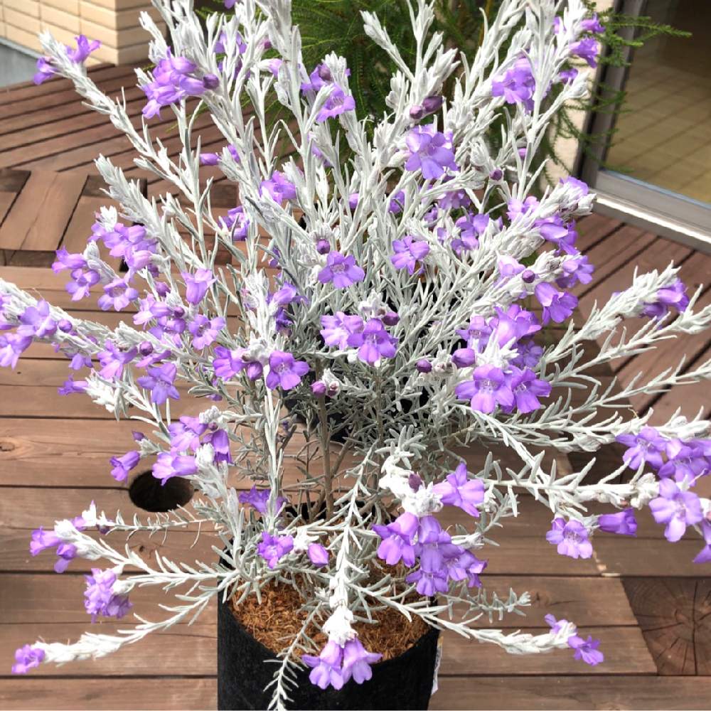 エレモフィラニベアの投稿画像 By Coma0626jpさん エレモフィラ ニベアとエレモフィラとエレモフィラ ニベアと銀葉種と葉っぱのある暮らしとネイティブプランツとオーストラリアとオーストラリア ネイティヴプランツと花のある暮らしとオージープランツとネイティブ