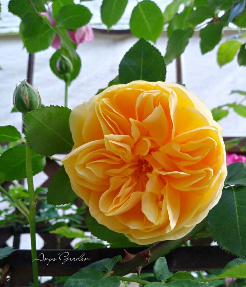 バラ グラハム トーマスの投稿画像 By Anyさん ばら バラ 薔薇といとおしい植物の表情フォトコン19と薔薇に魅せられてと癒しとつるバラと薔薇のある暮らし と頑張ってと花のある暮らしとグラハムトーマスと薔薇 と咲いた 19月5月5日 Greensnap グリーン