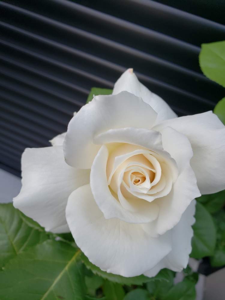薔薇 パスカリの投稿画像 By Isyun さん バラとバラ ミニバラと鉢植えと白い花とチーム福岡 19月5月5日 Greensnap グリーンスナップ