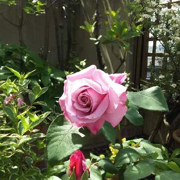 バラ シャルル・ド・ゴールの画像 by ニョリスさん | 小さな庭とバラ シャルル・ド・ゴールと花のある暮らしとバラ好きとガーデニング