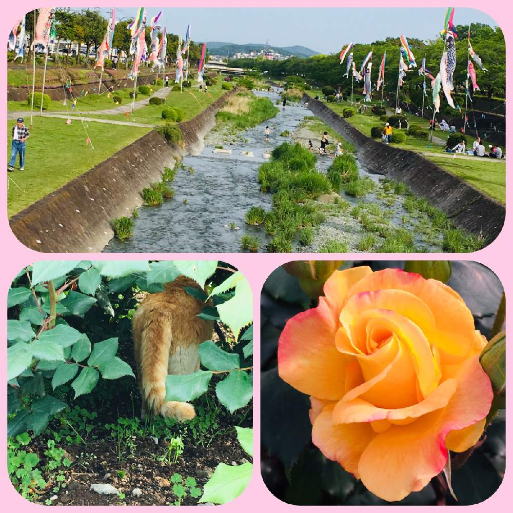 薔薇 の投稿画像 By たえポンさん 水無川河川敷と秦野市カルチャーパークと鯉のぼりと花のある暮らしとリオサンバ バラと子供の日 2019月5月5日 Greensnap グリーンスナップ