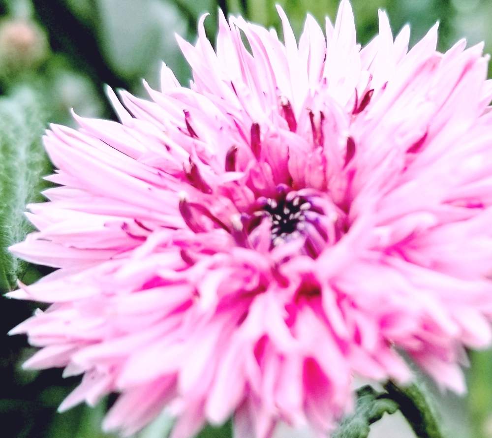 ヤグルマギクの投稿画像 By りりりり さん かわいいな とピンク色の花とキク科とり S 2019月5月5日 Greensnap グリーンスナップ