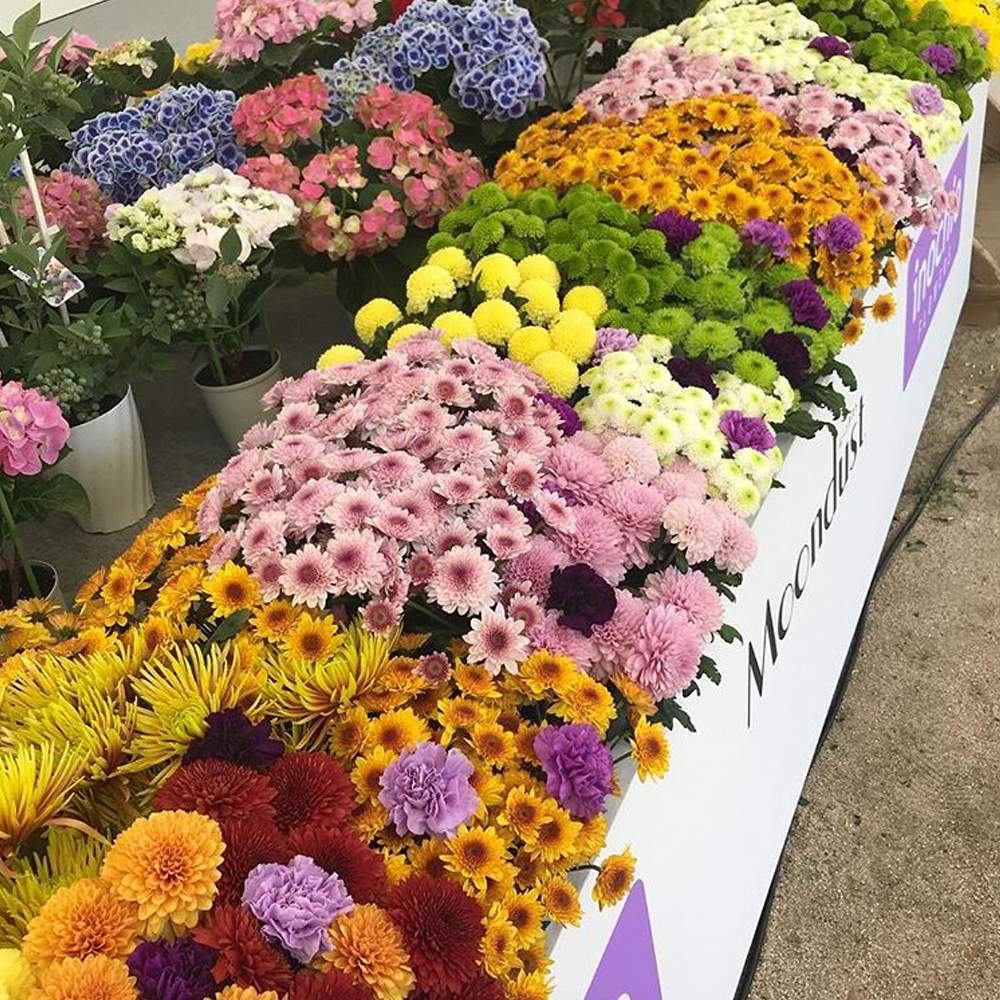 スプレーキク スプレーマム の投稿画像 By イノチオ精興園 E Mumshopさん お出かけ先と広島フラワーフェスティバルと菊 マムマムとポンポン咲きのマムと切り花を楽しむとイノチオ精興園とポンポン 菊とキク科とスプレー咲きと花のある暮らしとポンポン菊 とキク と スプレーキク スプレーマム の投稿画像 By イノチオ精興園 E Mumshopさん お出かけ先と広島フラワーフェスティバルと菊 マムマムとポンポン咲きのマムと切り花を楽しむとイノチオ精興園とポンポン 菊とキク科とスプレー咲きと花のある暮らしとポンポン菊 とキク と