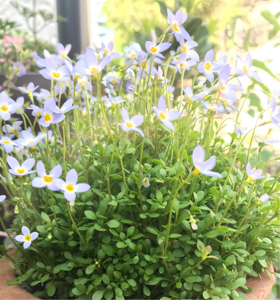 ヒナソウの投稿画像 By のりこさん 山野草と青い花と鉢植えとガーデニングと花のある暮らしと小さな庭と山野草と青い花と鉢植えとガーデニングと花のある暮らし 19月5月5日 Greensnap グリーンスナップ Greensnap グリーンスナップ