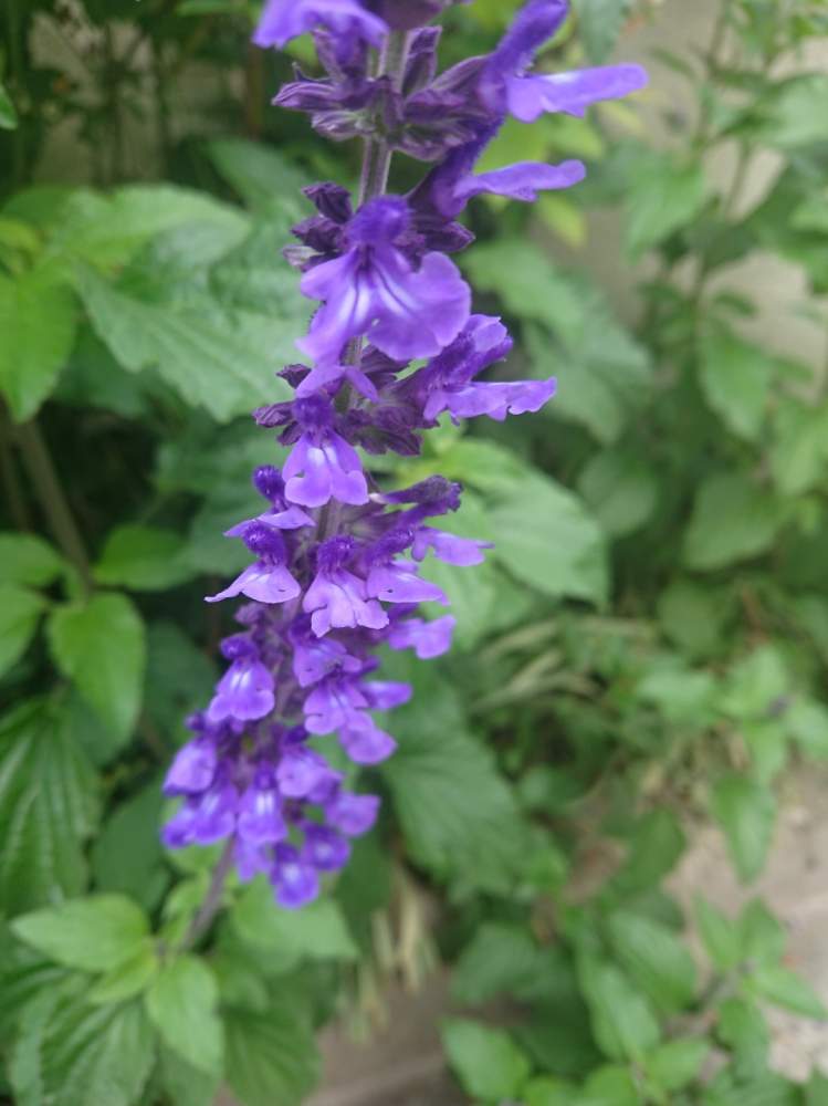 ハーブの投稿画像 By Blankaさん 花のある暮らしとお散歩道と紫の花 19月5月5日 Greensnap グリーンスナップ