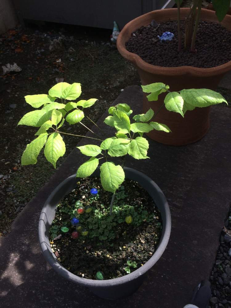 コシアブラの投稿画像 By ふらわさん うす緑と春の植物とコシアブラの葉とこしあぶらとキレイな葉っぱとこしあぶらの木 19月5月5日 Greensnap グリーンスナップ