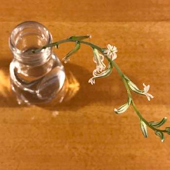 蜜舐めてみた の投稿画像一覧 Greensnap グリーンスナップ 蜜舐めてみた の投稿画像一覧 Greensnap グリーンスナップ
