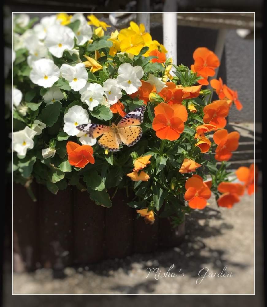 ビオラ パンジーの投稿画像 By ミーシャさん いとおしい植物の表情フォトコン19と庭の花と庭の花でアレンジと植中毒とお庭でお茶と花のある暮らしとお 花屋さんとお庭を彩るパンジーフォトコン 19月5月5日 Greensnap グリーンスナップ