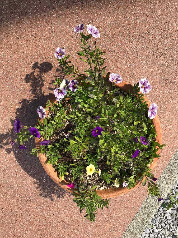 ガーデンカリブラコア スイングベル4色｜🍀GreenSnap（グリーンスナップ）