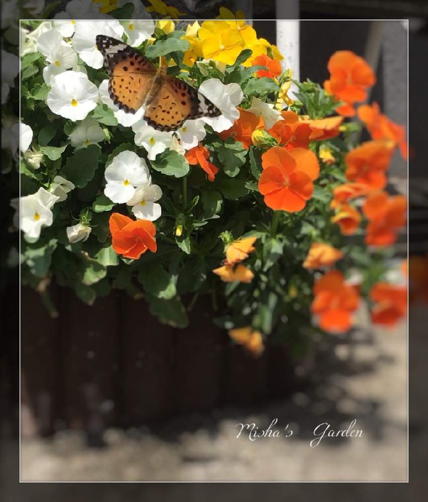 ビオラ パンジーの投稿画像 By ミーシャ さん いとおしい植物の表情フォトコン19と庭の花と庭の花でアレンジとお庭でお茶とハーブが好きと花のある暮らしとお花屋さんとお庭を彩るパンジーフォトコン 19月5月5日 Greensnap グリーンスナップ