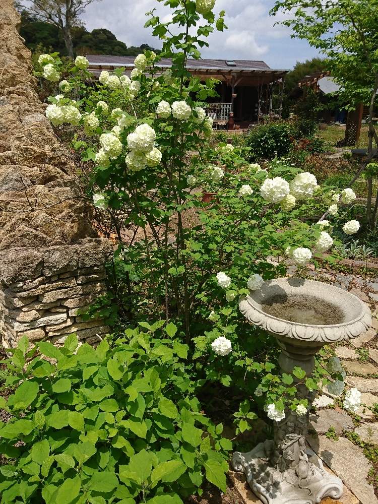 アナベルの投稿画像 By モコさん ビバーナムスノーボールとガーデンオーナメントとマイガーデンと庭木と白い花とコッツウォルズストーンのアーチ 19月5月5日 Greensnap グリーンスナップ