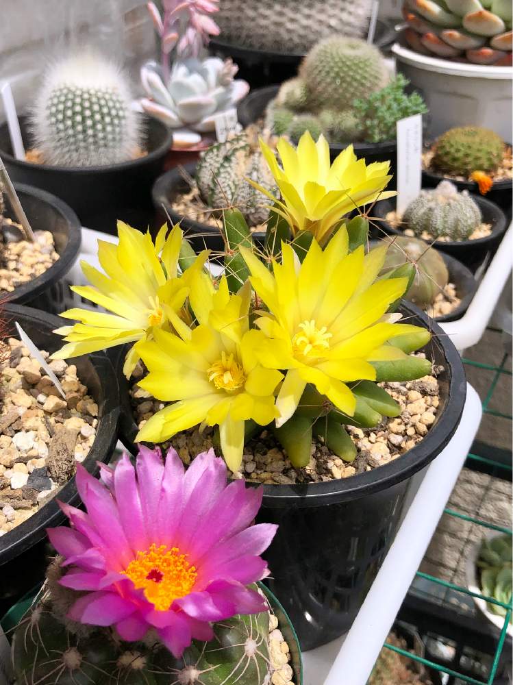 サボテンの投稿画像 By Niceday さん 金星とサボテン科とベランダサボテンとサボテン とサボテン大好きと多肉植物とサボテンと 金星 と花のある暮らしとサボテンの花とバルコニスト 19月5月5日 Greensnap グリーンスナップ
